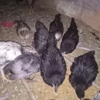 جوجه محلی 45روزه