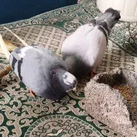 یک جفت نر ماده کفتر