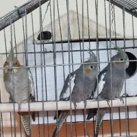 فروش عروس هلندی