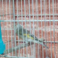 یک عدد سهرقناری