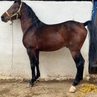 اسب نریان سواری دار