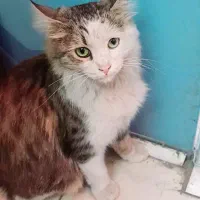 این گربه‌ گمشده کسی نیست