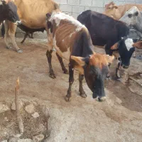 فروش گاوه ۵ ماه آبستن  دوبار زایمان کرده