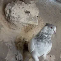 کبوتر|پرنده|ایلخچی, |دیوار