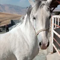 فروش اسب ماده کورد|اسب و تجهیزات اسبسواری|کامیاران, |دیوار