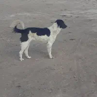 یک‌عدد‌توله‌قدرجانی‌۶ماه