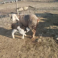 میش بره دار