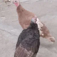 2عددبوقلمو قیمت 3/000/000تومان است|حیوانات مزرعه|کرمانشاه, |دیوار