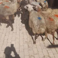 ۱۶راس میش وبره، جوان