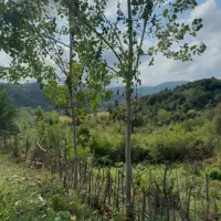 فرصت استثنایی 300مترزمین بابرعالی و امتیازات کامل|فروش زمین و ملک کلنگی|اطاقور, |دیوار