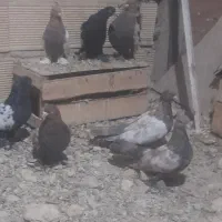 سینه ای پاپر