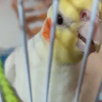 عروس هلندی لوتینو دستی|پرنده|خواف, |دیوار