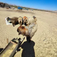 قوچ بختیاری|حیوانات مزرعه|بروجن, |دیوار