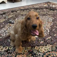 واگذاری سگ اسپانیو