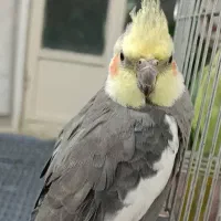 یک عدد عروس هلندی گم شده است|حیوانات|قزوین, |دیوار