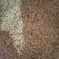 بذر گندم آبی مهرگان