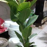 گل فیکوس آتسما