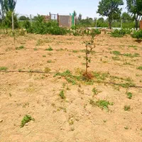 قطعه ۵۰۰ متری درخت فنس کشی شده|فروش دفتر صنعتی، کشاورزی، تجاری|کرج, جهان‌شهر|دیوار