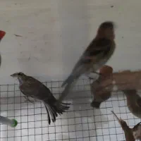 سهره طوسی گل بسر و سینه سرخ معاوضه با کفتر|پرنده|کرمان, |دیوار
