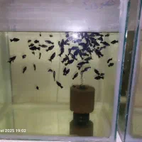 انواع ماهی زینتی و کت فیش|ماهی|شاهینشهر, کوی مهدیه|دیوار