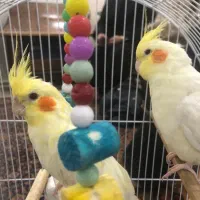 یه جفت. عروس