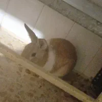 خرگوش|موش و خرگوش|اشتهارد, |دیوار