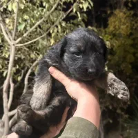 فروش سگ ژرمن شپرد|سگ|نجفآباد, ویلاشهر|دیوار