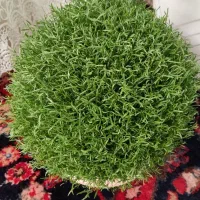 سبزه|گل و گیاه طبیعی|ملایر, |دیوار