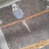 مرغ عشق انگلیسی