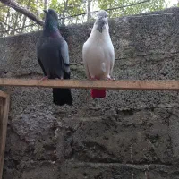 کبوتر ماده کله دم سبز|پرنده|رشت, فرزانه|دیوار