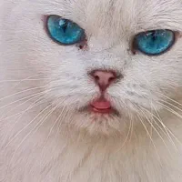 گربه اصیل اسکاتیش بریتیش|گربه|هشتگرد, هیو|دیوار