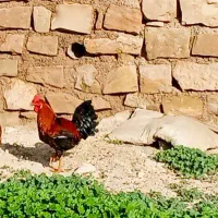 ۳تا خروس چاق|خوردنی و آشامیدنی|مسجد سلیمان, |دیوار