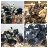 تبدیل تخم نطفه دار به جوجه