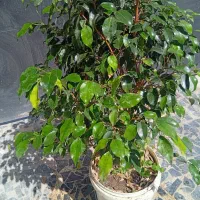 فیکوس بنجامین