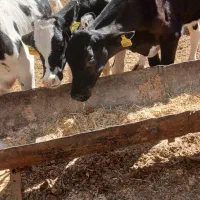 گوساله|حیوانات مزرعه|اصفهان, سلطانآباد|دیوار