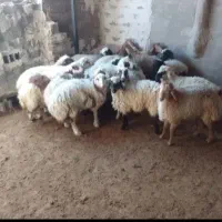 سلام بره سفید چاق|حیوانات مزرعه|سنگان, |دیوار