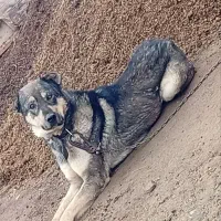 سگ پژدر|سگ|مریوان, |دیوار