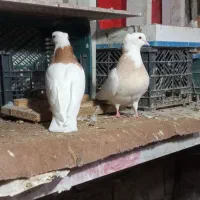 طوقی|پرنده|مریوان, |دیوار