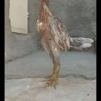 فروش مرغ و خروس لاری اصل به ضمانت