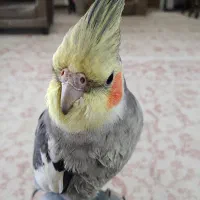 یک عروس هلندی گم شده