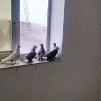 کبوتر ککیلی دوتاش آلابوغاز سه تا چیتی