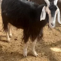 گیسه کولار چبش و بز جوان وبره سبک ۲۰کیلویی|حیوانات مزرعه|مرودشت, ده بید|دیوار