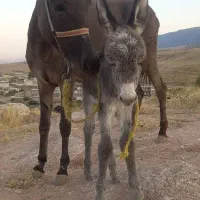 دو عدد الاغ، یکی نر و یکی ماده با کره ای ماده|حیوانات مزرعه|سیروان, |دیوار