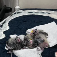 عروس هلندی با جوجه|پرنده|قم, بنیاد|دیوار