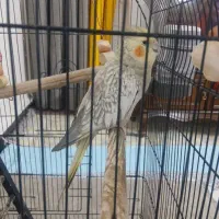عروس هلندی ماده یک ساله