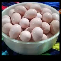 فروش تخم مرغ نطفه دار محلی تازه خواستی رزو کن