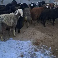 فروش بره پرواری درجه یک