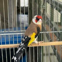 سره چونه سفید عطیقه