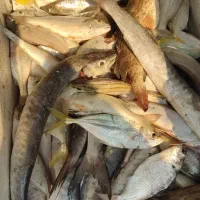 ماهی تازه صید امروز