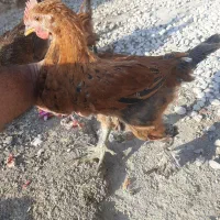 جوجه دیلگونی|حیوانات مزرعه|دهدشت, |دیوار